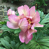 ベリーガルシア