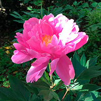 インポッシブルドリーム