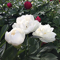 ラブアフェア