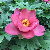 ピンクダブルダンディ