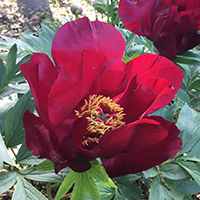 スカーレットヘブン