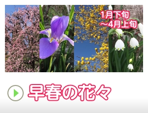 早春の花々