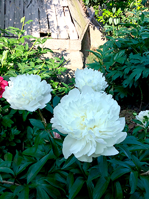 チェダーサプライズ