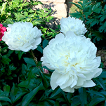 チェダーサプライズ