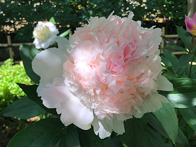 シフォンパーフェクトピンク