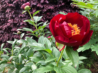 チョコレートソルジャー