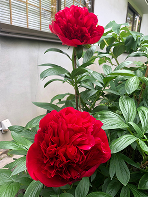 ダイアナパークス