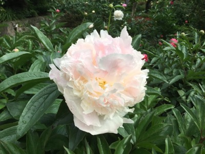 フェアリーペチコート