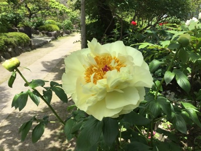 レモンシフォン