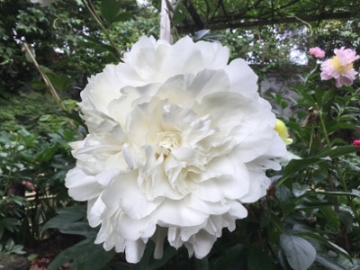 ムーンオーバーバリントン