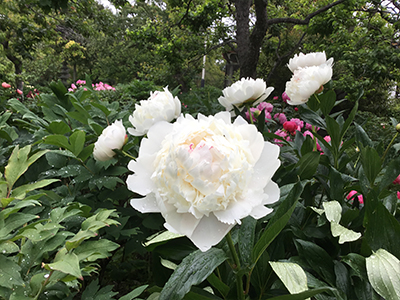 ニューアレキサンダー