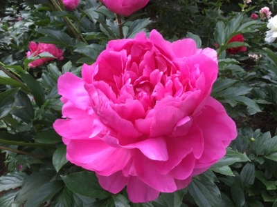 プリンセスマーガレット