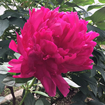 レッドマジック