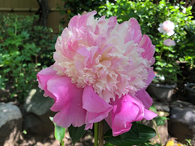 シーズマイスター